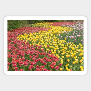 Rows of Tulips in Spring Sticker